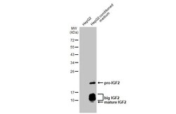 Invitrogen IGF2 Recombinant Rabbit Monoclonal Antibody (HL2937) 100 &mu;L;