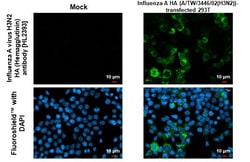 Invitrogen Influenza A H3N2 HA (A/TW/3446/02) Recombinant Rabbit Monoclonal
