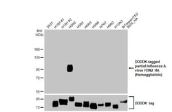 Invitrogen Influenza A H3N2 HA (A/TW/3446/02) Recombinant Rabbit Monoclonal