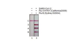 Invitrogen Influenza A virus NP (A/California/2009) Recombinant Rabbit
