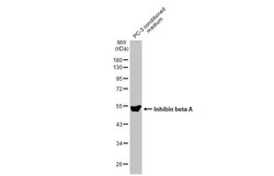 Invitrogen Activin A Recombinant Rabbit Monoclonal Antibody (HL2696) 100