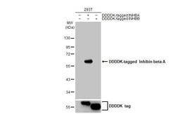 Invitrogen Activin A Recombinant Rabbit Monoclonal Antibody (HL2696) 100