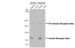 Invitrogen INSR beta Recombinant Rabbit Monoclonal Antibody (HL3132) 100