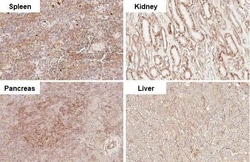 Invitrogen ITGB1 Recombinant Rabbit Monoclonal Antibody (HL1255) 100 &mu;L;