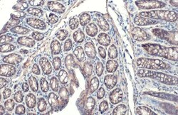 Invitrogen ITGB1 Recombinant Rabbit Monoclonal Antibody (HL1255) 100 &mu;L;