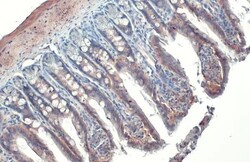 Invitrogen ITGB1 Recombinant Rabbit Monoclonal Antibody (HL1255) 100 &mu;L;