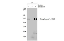 Invitrogen ITGB1 Recombinant Rabbit Monoclonal Antibody (HL1255) 100 &mu;L;