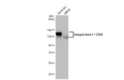 Invitrogen ITGB1 Recombinant Rabbit Monoclonal Antibody (HL1255) 100 &mu;L;