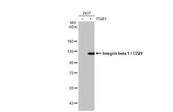 Invitrogen ITGB1 Recombinant Rabbit Monoclonal Antibody (HL1255) 100 &mu;L;