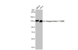 Invitrogen ITGB1 Recombinant Rabbit Monoclonal Antibody (HL1255) 100 &mu;L;