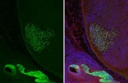 Invitrogen ISL1 Recombinant Rabbit Monoclonal Antibody (HL2807) 100 &mu;L | Buy Online | Invitrogen&trade; | Fisher Scientific