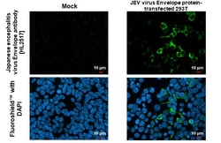 Invitrogen Japanese encephalitis virus Envelope (strain: Jaoars982) Recombinant