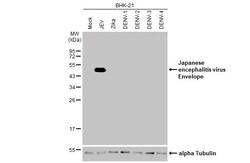 Invitrogen Japanese encephalitis virus Envelope (strain: Jaoars982) Recombinant