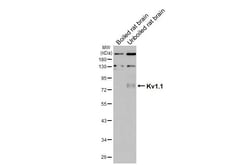 Invitrogen KV1.1 (KCNA1) Recombinant Rabbit Monoclonal Antibody (HL3162)