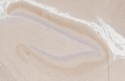 KV1.2 (KCNA2) Recombinant Rabbit Monoclonal Antibody (HL3163):Antikörper