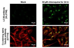 Invitrogen LC3B Recombinant Rabbit Monoclonal Antibody (HL2798) 100 &mu;L;