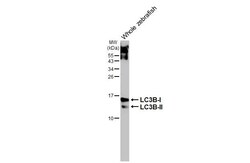 Invitrogen LC3B Recombinant Rabbit Monoclonal Antibody (HL2798) 100 &mu;L;