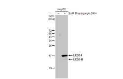 Invitrogen LC3B Recombinant Rabbit Monoclonal Antibody (HL2798) 100 &mu;L;