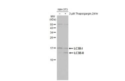 Invitrogen LC3B Recombinant Rabbit Monoclonal Antibody (HL2798) 100 &mu;L;