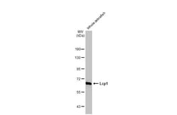 Invitrogen L-Plastin Recombinant Rabbit Monoclonal Antibody (HL2501) 100