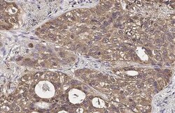 Invitrogen LDHA Recombinant Rabbit Monoclonal Antibody (HL2615) 100 &mu;L;