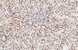 Invitrogen LSM4 Recombinant Rabbit Monoclonal Antibody (HL3172) 100 &mu;L;