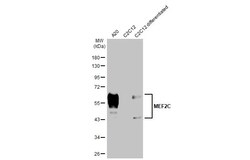 Invitrogen MEF2C Recombinant Rabbit Monoclonal Antibody (HL2811) 100 &mu;L;