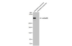 Invitrogen mGluR5 Recombinant Rabbit Monoclonal Antibody (HL2543) 100 &mu;L;