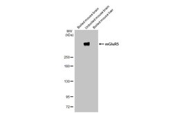 Invitrogen mGluR5 Recombinant Rabbit Monoclonal Antibody (HL2543) 100 &mu;L;