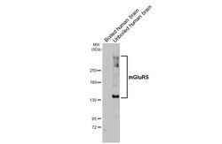 Invitrogen mGluR5 Recombinant Rabbit Monoclonal Antibody (HL2876) 100 &mu;L;