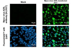 Invitrogen Monkeypox Virus A29L (MPXV/USA/2022/MA001) Recombinant Rabbit