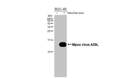 Invitrogen Monkeypox Virus A29L (MPXV/USA/2022/MA001) Recombinant Rabbit