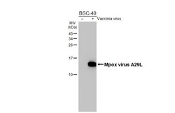 Invitrogen Monkeypox Virus A29L (MPXV/USA/2022/MA001) Recombinant Rabbit