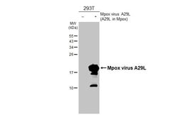 Invitrogen Monkeypox Virus A29L (MPXV/USA/2022/MA001) Recombinant Rabbit