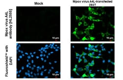 Invitrogen Monkeypox Virus A4L (MPXV/USA/2022/MA001) Recombinant Rabbit