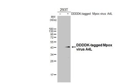 Invitrogen Monkeypox Virus A4L (MPXV/USA/2022/MA001) Recombinant Rabbit