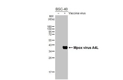 Invitrogen Monkeypox Virus A4L (MPXV/USA/2022/MA001) Recombinant Rabbit