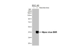 Invitrogen Monkeypox Virus B6R (strain Zaire-96-I-16) Recombinant Rabbit