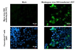 Invitrogen Monkeypox Virus B6R (strain Zaire-96-I-16) Recombinant Rabbit