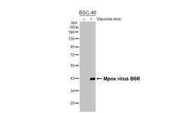 Invitrogen Monkeypox Virus B6R (strain Zaire-96-I-16) Recombinant Rabbit