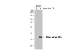 Invitrogen Monkeypox Virus D8L (MPXV/USA/2022/MA001) Recombinant Rabbit