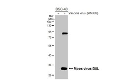 Invitrogen Monkeypox Virus D8L (MPXV/USA/2022/MA001) Recombinant Rabbit