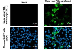 Invitrogen Monkeypox Virus F13L (MPXV/USA/2022/MA001) Recombinant Rabbit