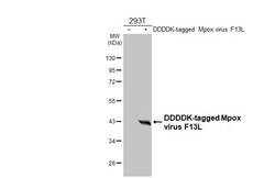 Invitrogen Monkeypox Virus F13L (MPXV/USA/2022/MA001) Recombinant Rabbit