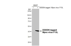 Invitrogen Monkeypox Virus F13L (MPXV/USA/2022/MA001) Recombinant Rabbit