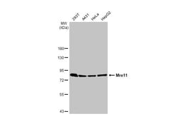Invitrogen MRE11 Recombinant Mouse Monoclonal Antibody (HL1386-MS) 100