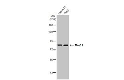 Invitrogen MRE11 Recombinant Mouse Monoclonal Antibody (HL1386-MS) 100