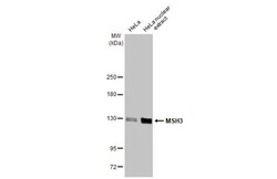 Invitrogen MSH3 Recombinant Rabbit Monoclonal Antibody (HL2546) 100 &mu;L;
