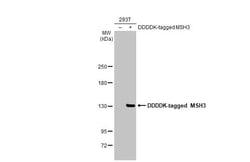 Invitrogen MSH3 Recombinant Rabbit Monoclonal Antibody (HL2546) 100 &mu;L;