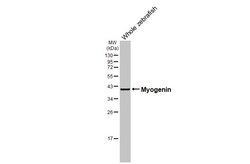 Invitrogen&trade;&nbsp;Myogenin Recombinant Rabbit Monoclonal Antibody (HL1913)
